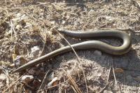 Anguis fragilis