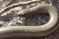 Anguis fragilis