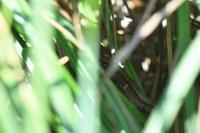 Zootoca vivipara