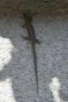 Podarcis muralis