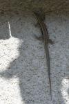 Podarcis muralis