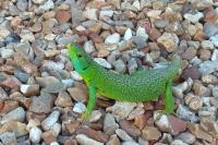 Lacerta bilineata