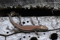 Podarcis muralis