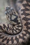 Vipera berus