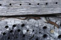 Podarcis muralis