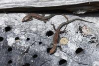 Podarcis muralis