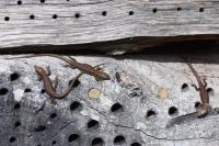 Lézard des murailles 