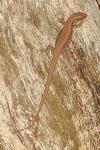 Podarcis muralis