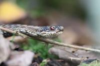 Vipera berus