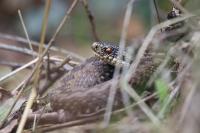Vipera berus