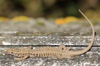 Podarcis muralis
