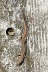 Podarcis muralis