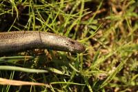 Anguis fragilis