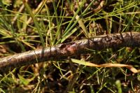 Anguis fragilis