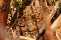 Vipera aspis