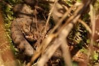 Vipera aspis