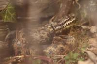Vipera berus