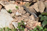 Podarcis muralis
