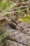 Vipera berus
