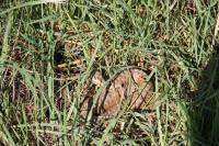 Vipera berus