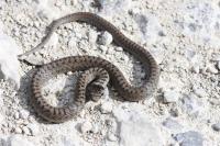 Coronella austriaca