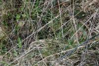 Vipera berus