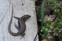 Lézard des murailles 