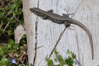 Podarcis muralis
