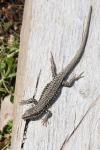 Podarcis muralis