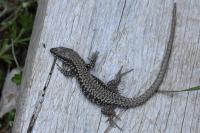 Podarcis muralis