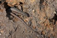 Podarcis muralis