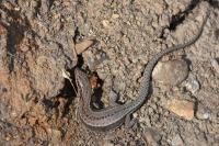 Podarcis muralis