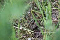 Vipera berus