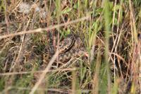 Vipera berus