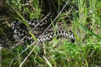 Vipera berus