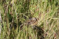 Vipera berus