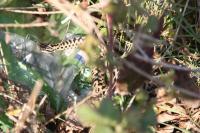 Vipera berus