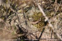 Podarcis muralis