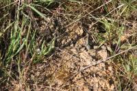 Podarcis muralis