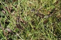 Vipera berus