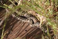 Vipera berus