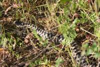 Vipera berus