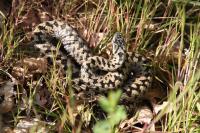 Vipera berus