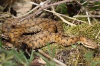 Vipera aspis