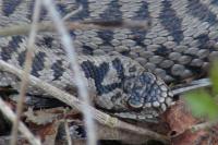 Vipera berus