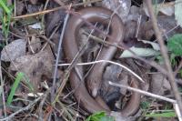 Anguis fragilis