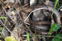 Anguis fragilis