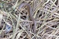 Zamenis longissimus
