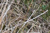 Vipera berus