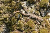 Podarcis muralis